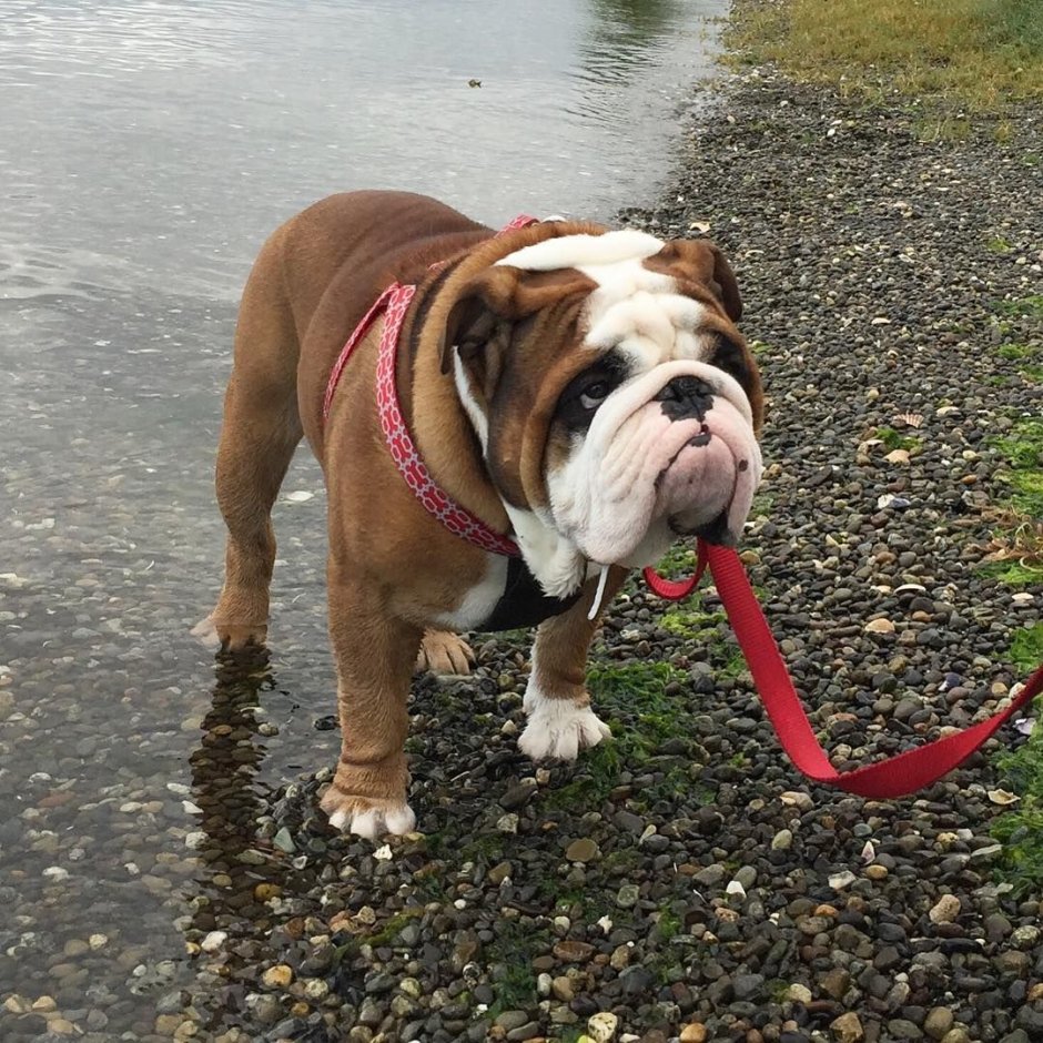 Английский бульдог приколы