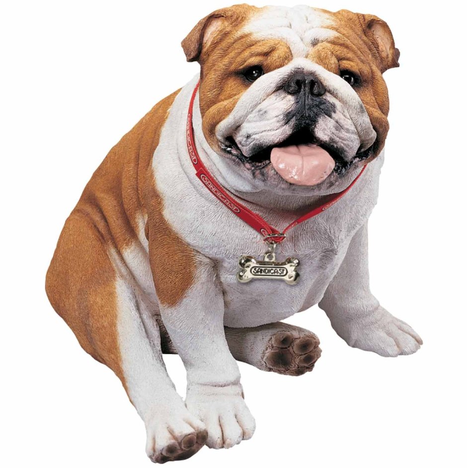 Британский бульдог собака