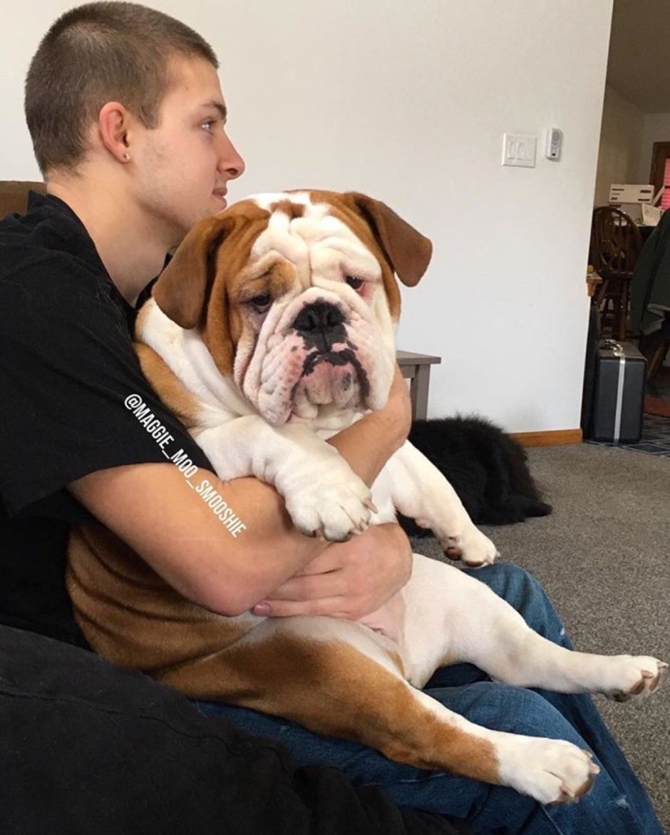 Французский бульдог и английский бульдог