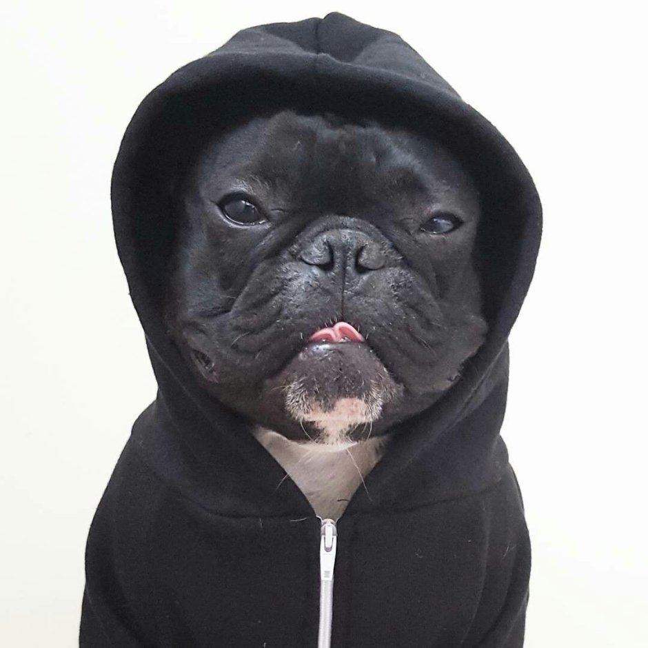 Бульдог на аву