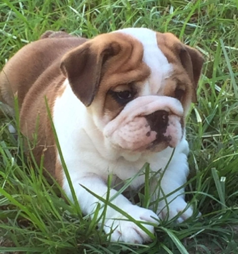 Семья бульдогов