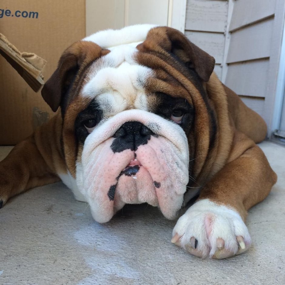 Английский бульдог голубоглазый