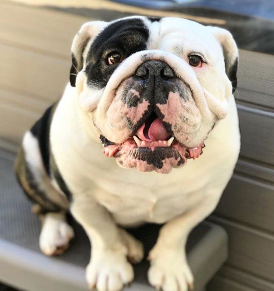 Бульдог американский бультерьер