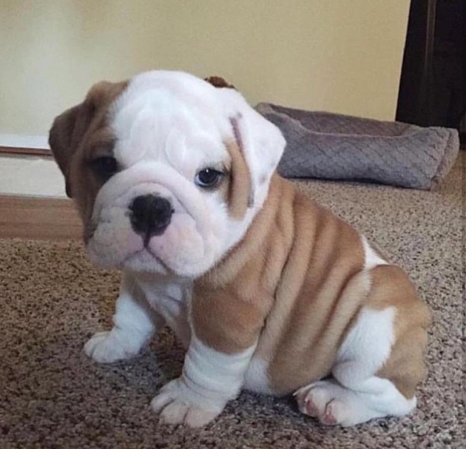 Маленькие щенки американского бульдога