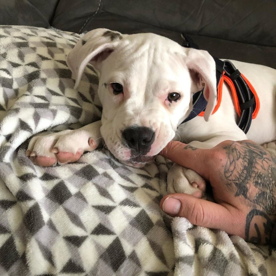 Английский бульдог