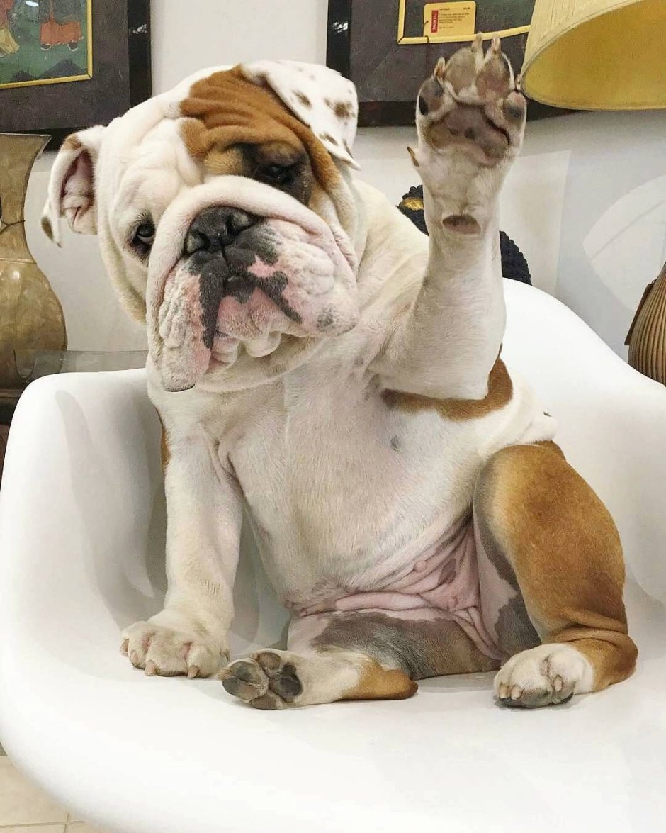 Питбуль мастиф