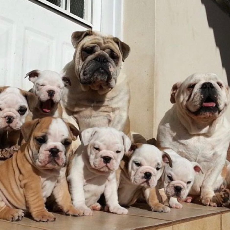 Американский бульдог маленький