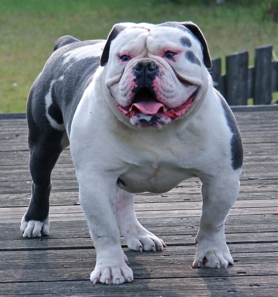 Прикольные английские бульдоги