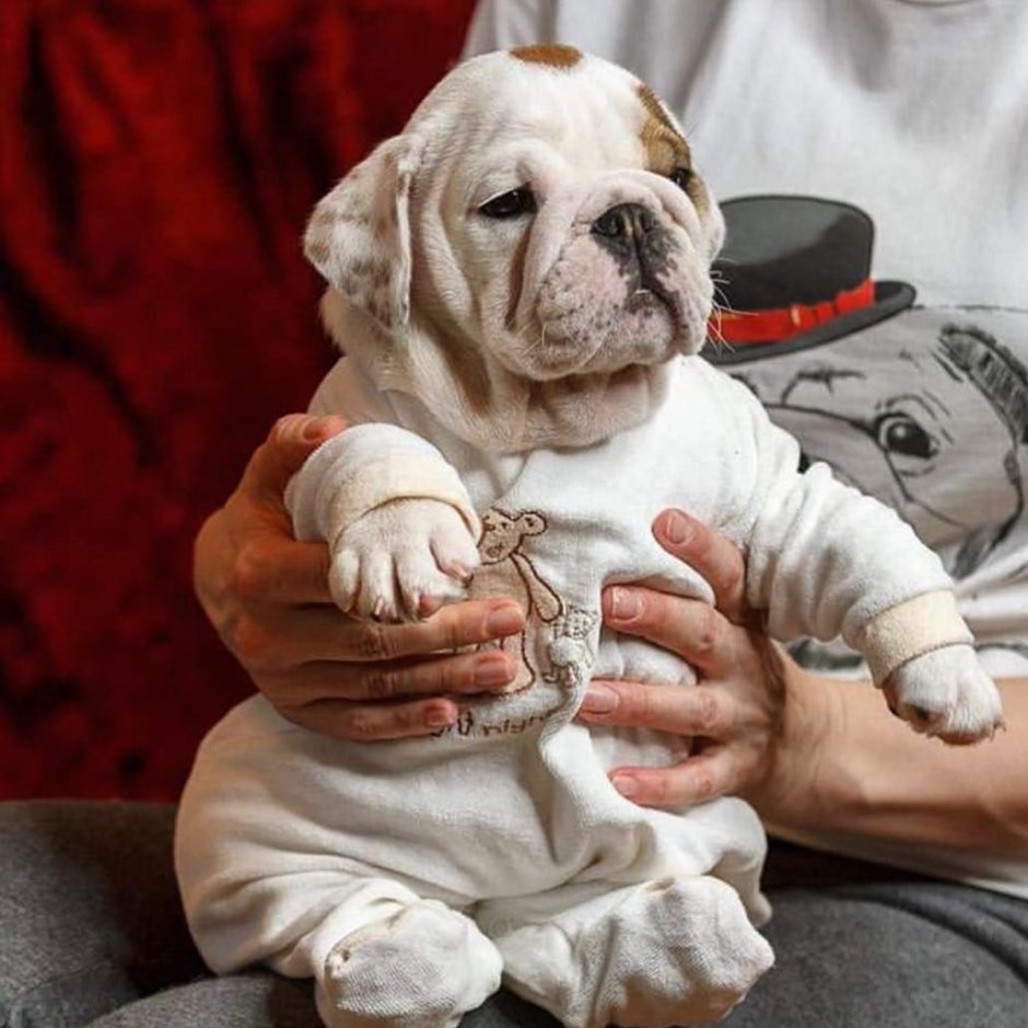 Ё потомство бульдогов