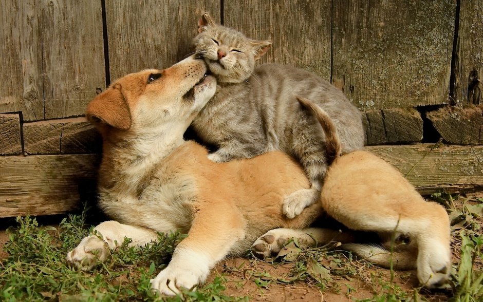 Собака с кошкой дружат