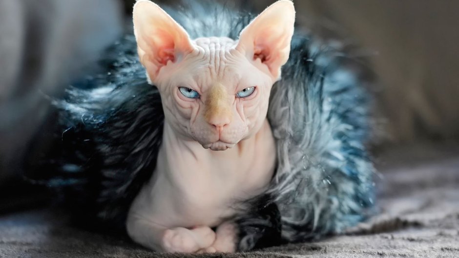 Сфинкс кошка