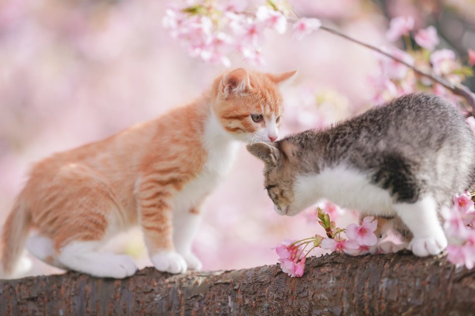 Котята и Сакура
