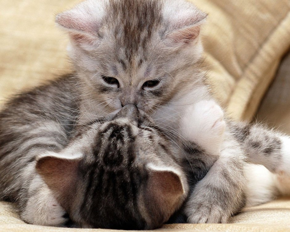 Нежные котики