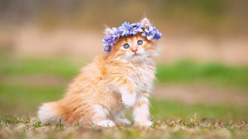 Милые кошечки