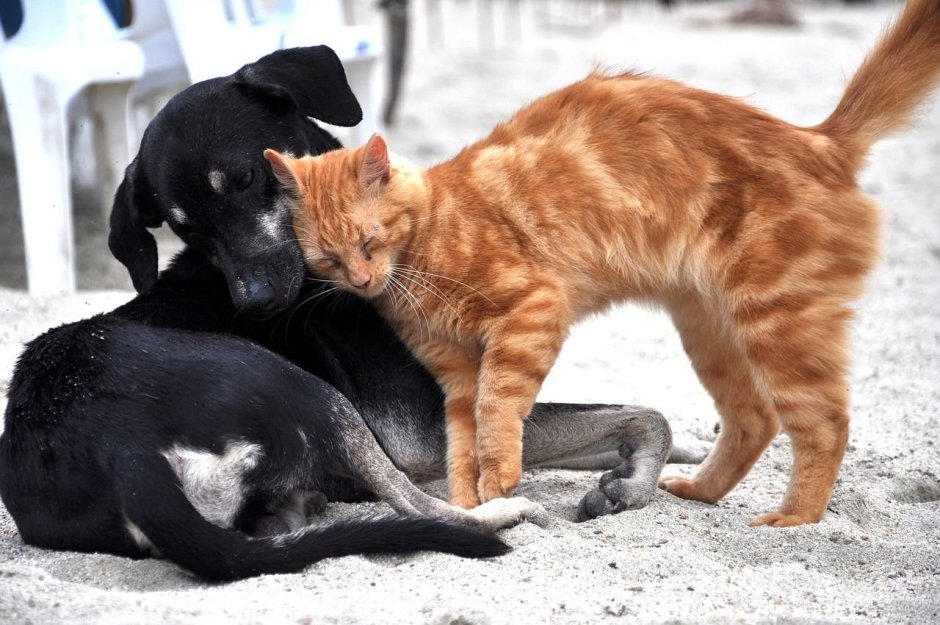 Кошки и собаки