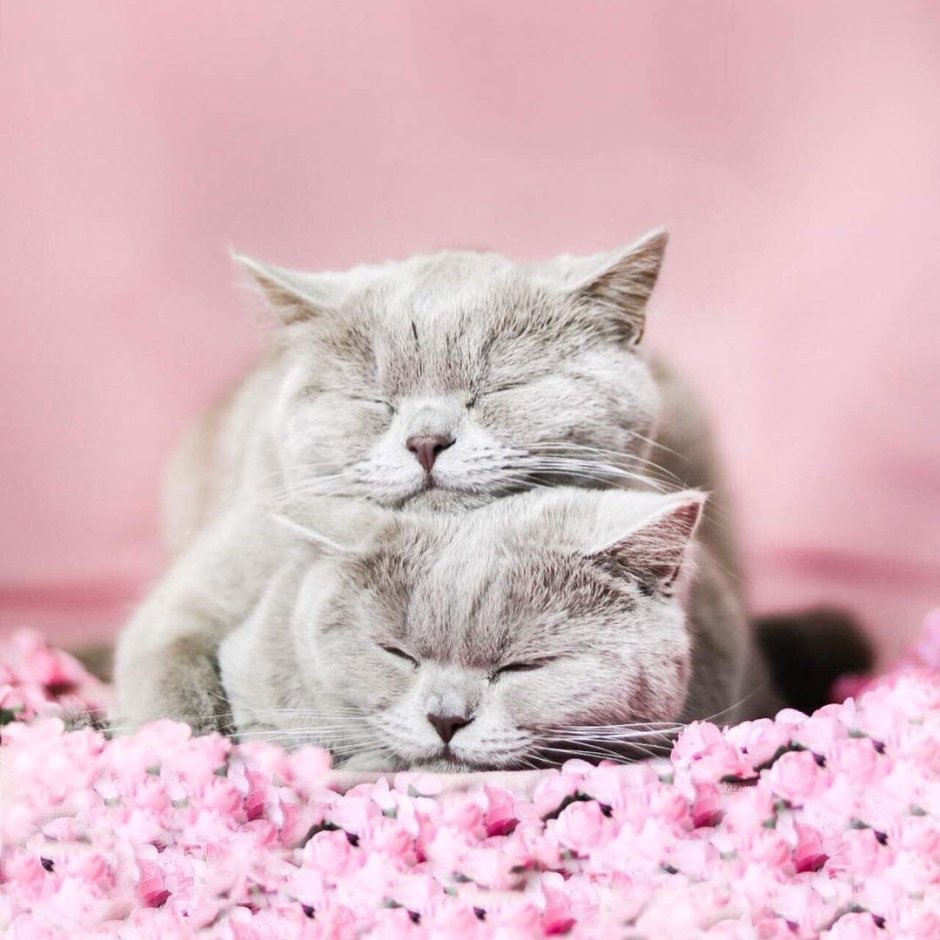 Котята любовь