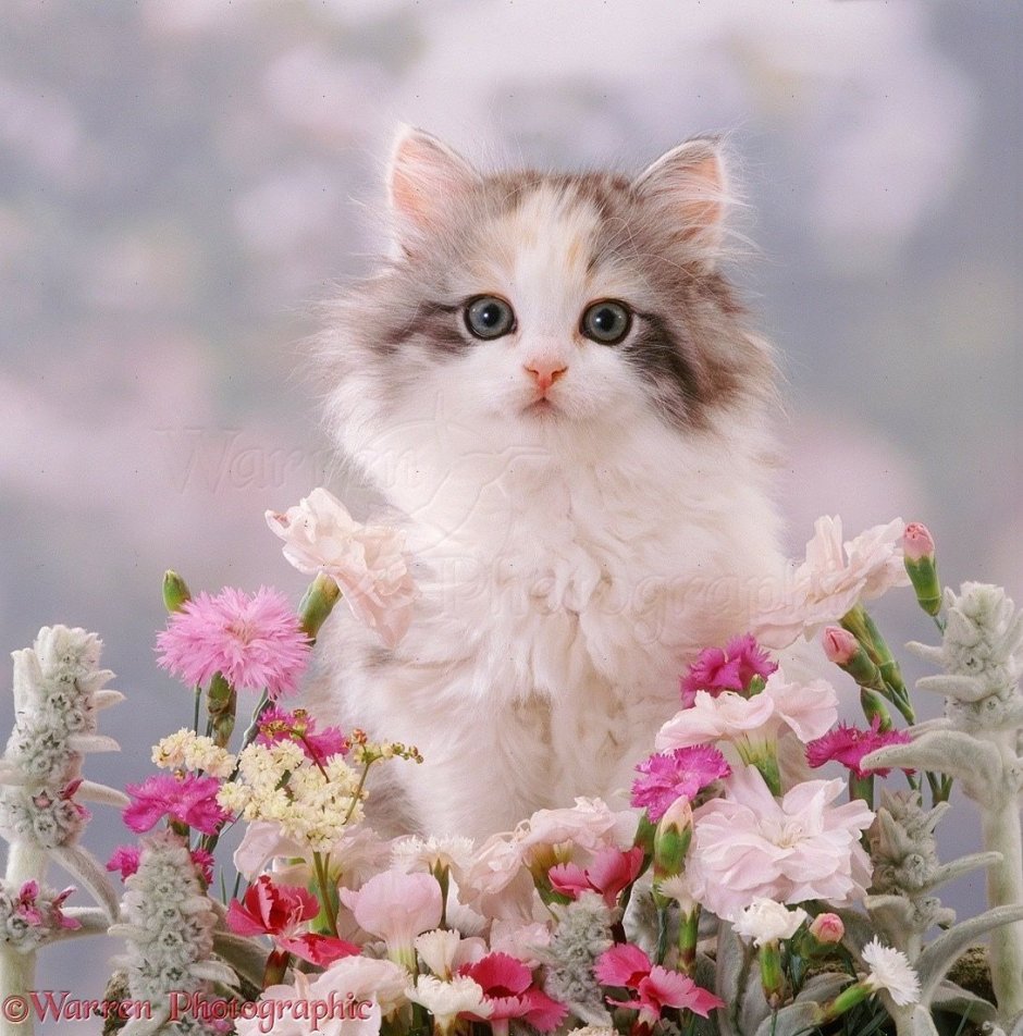 Красивые котята