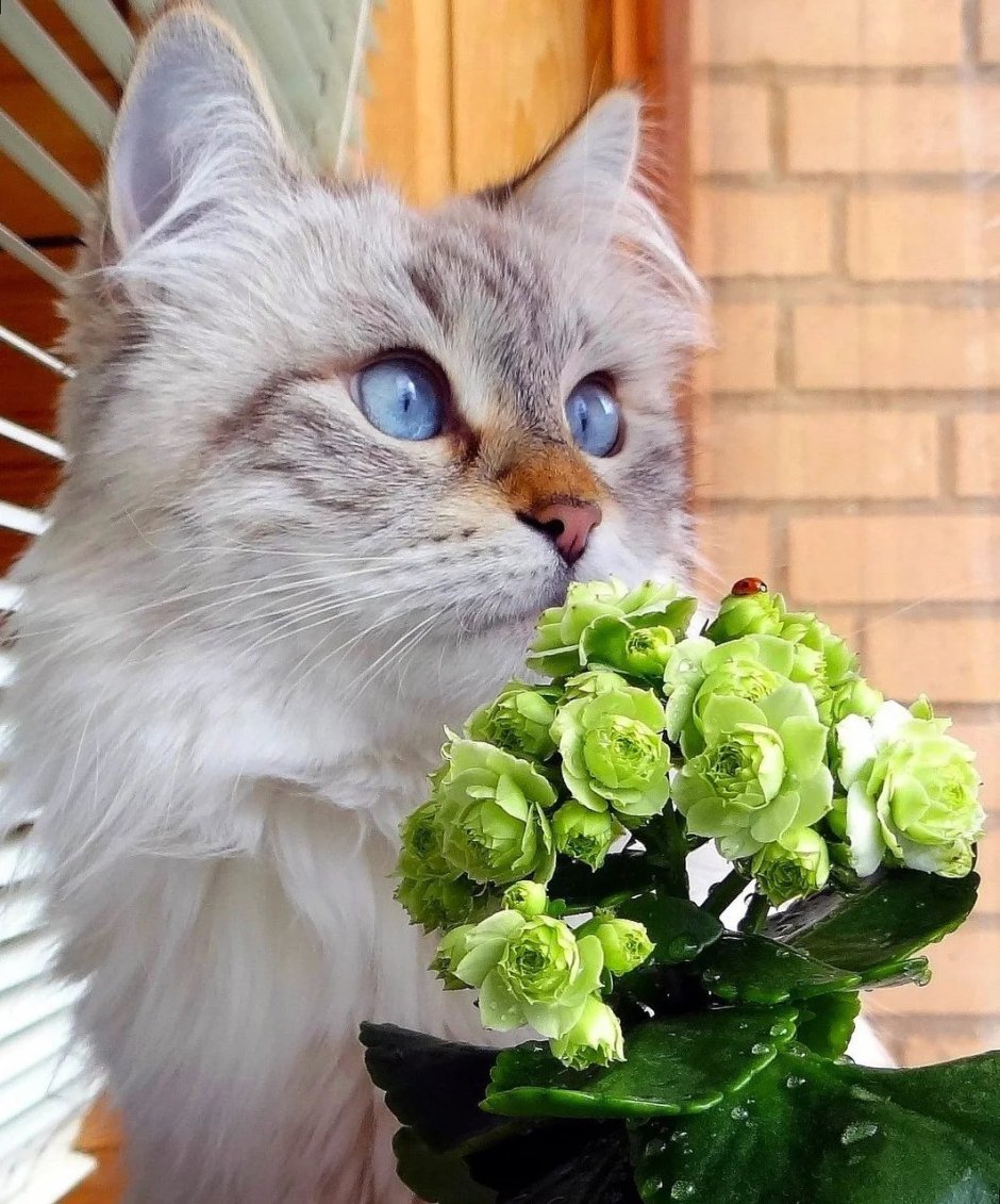 Красивые кошки с цветами