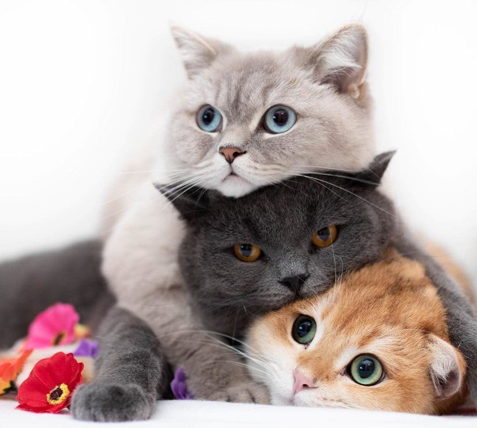 Кошка с двумя котятами