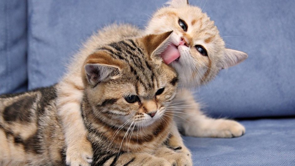 Влюбленные кошки