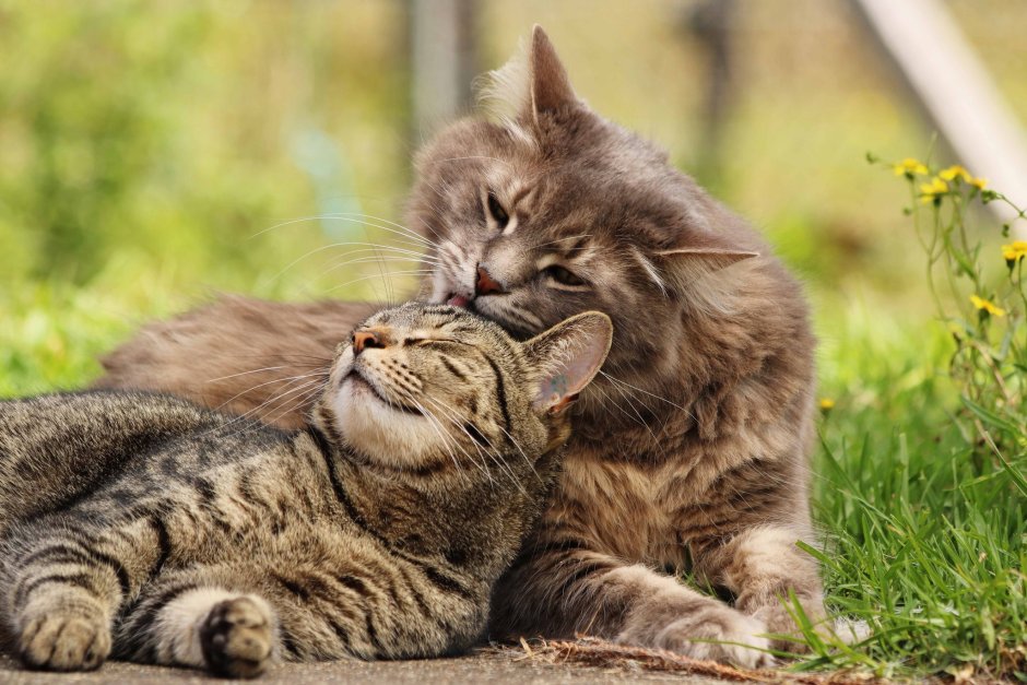 Кохана кошка