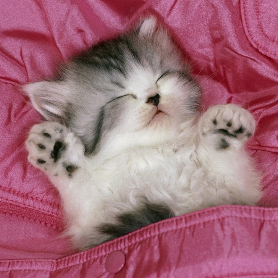 Спящий котенок