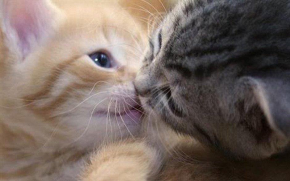 Я тебя люблю котенок