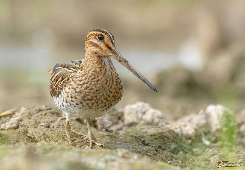Gallinago Gallinago