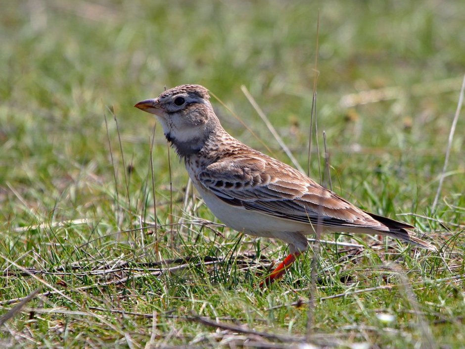 Melanocorypha Calandra
