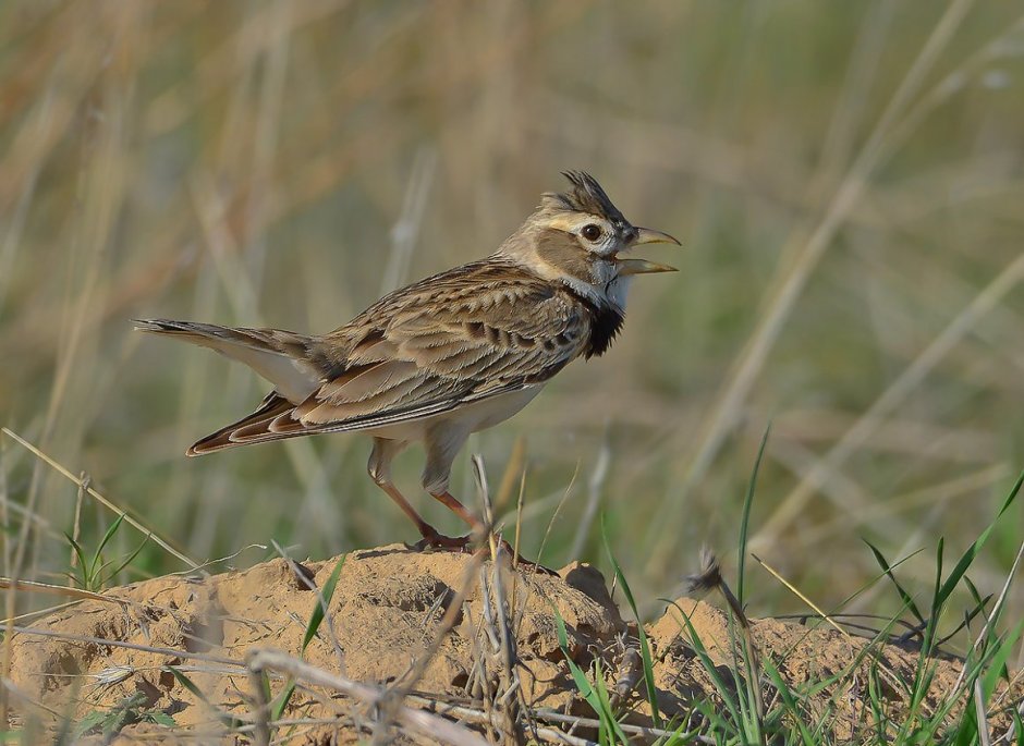 Melanocorypha Calandra