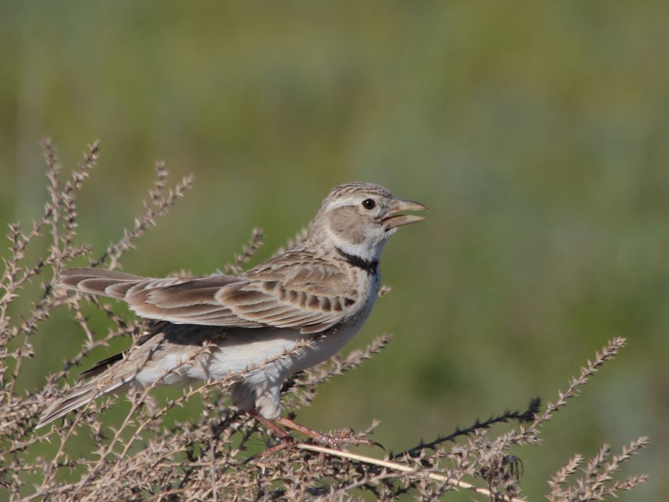 Melanocorypha Calandra