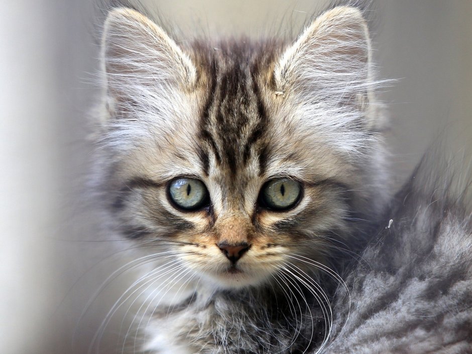 Милая Кошачья мордочка