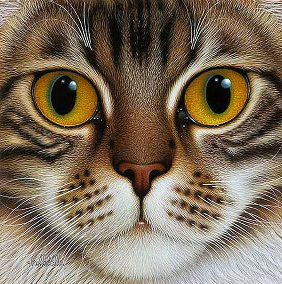 Кошачья мордашка