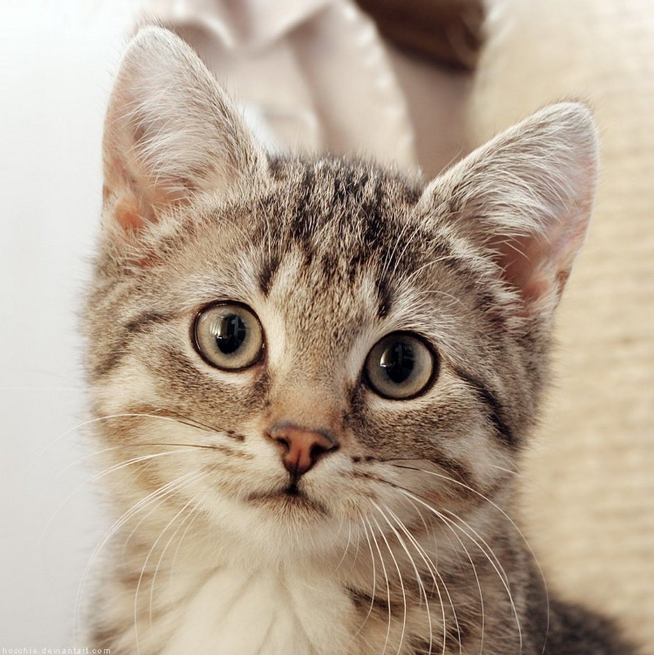 Морда кота