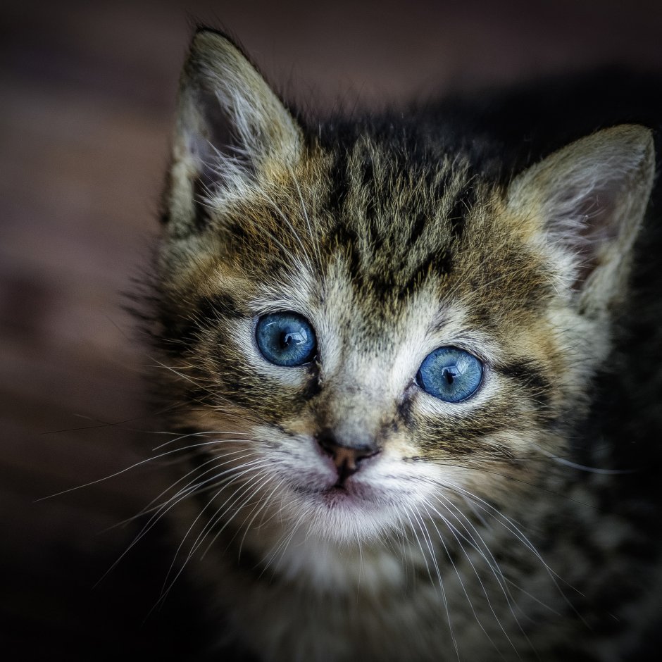 Котенок с голубыми глазами