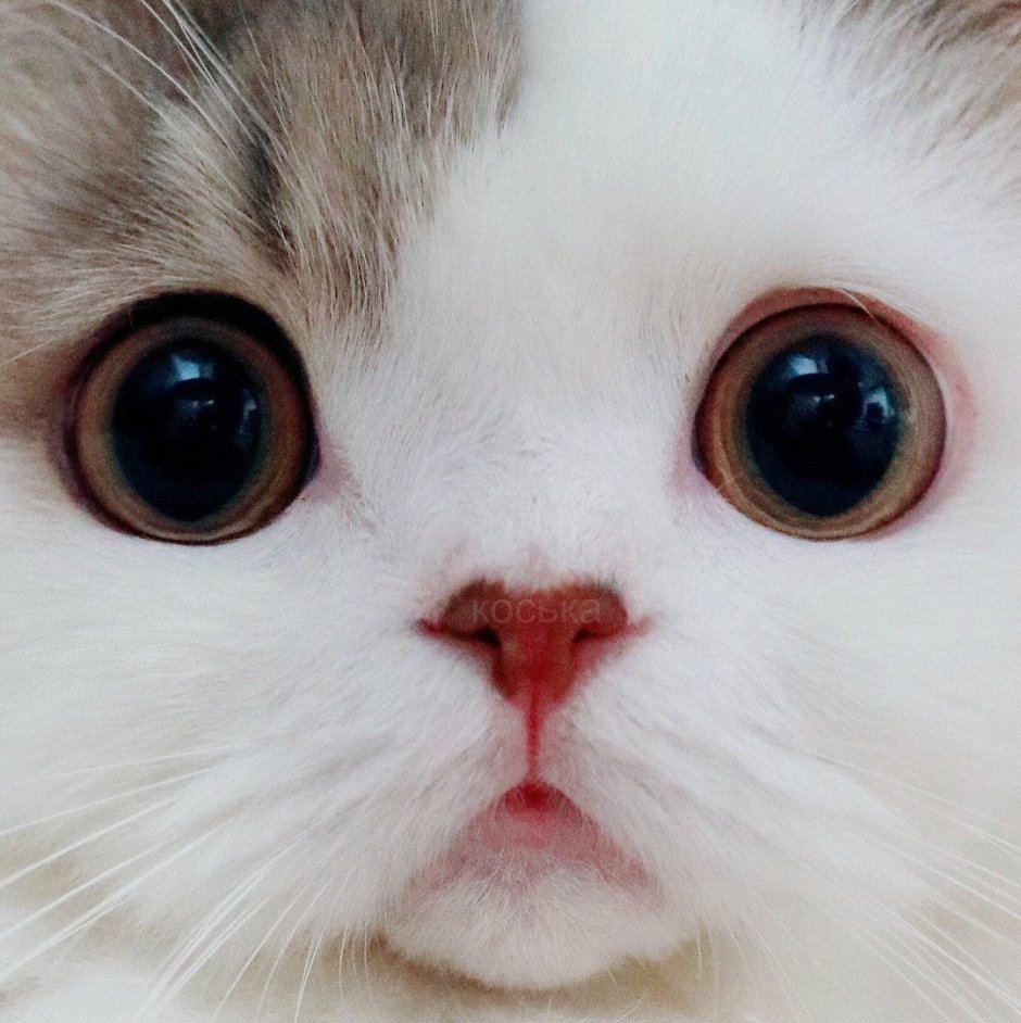 Милый котик
