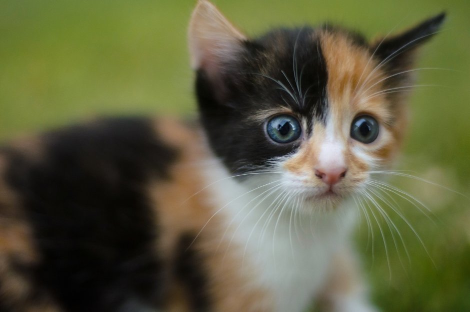 Котята фото