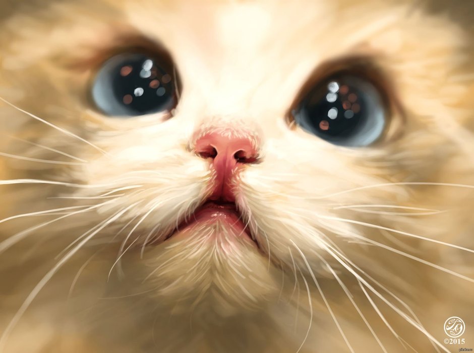 Милая мордашка котика