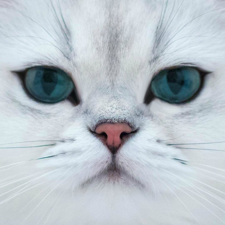 Красивые мордочки кошек