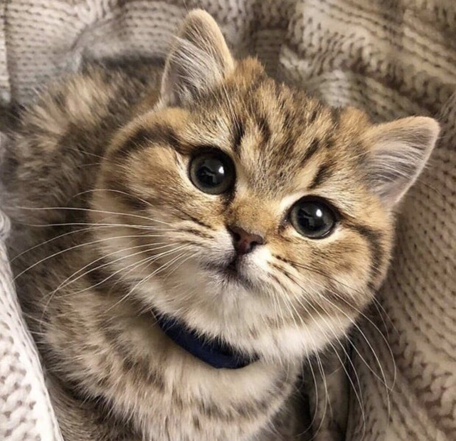 Милая морда кота