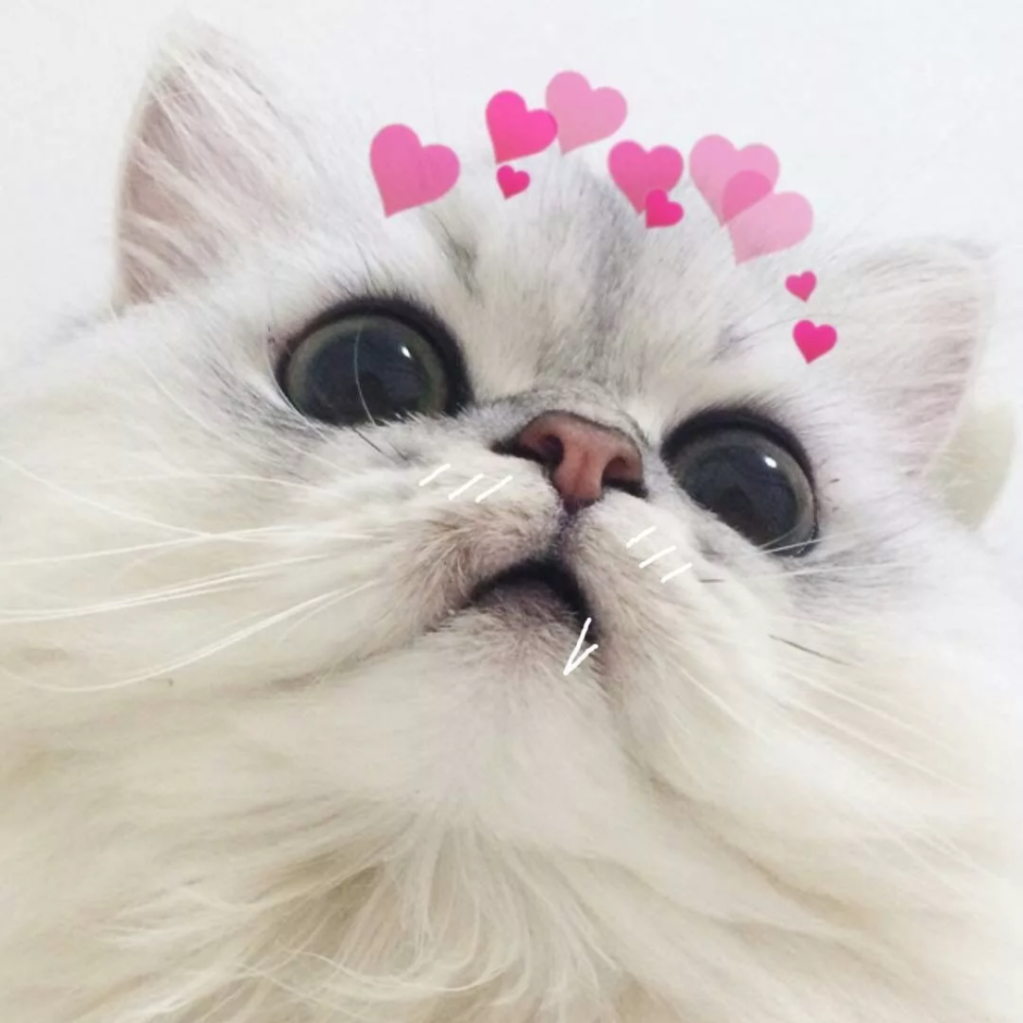 Котики с сердечками