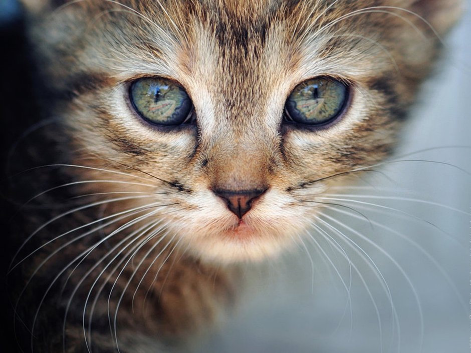 Мордочка котенка