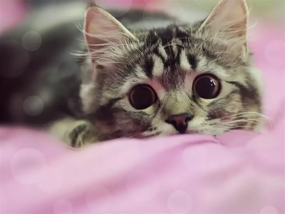 Милый котенок