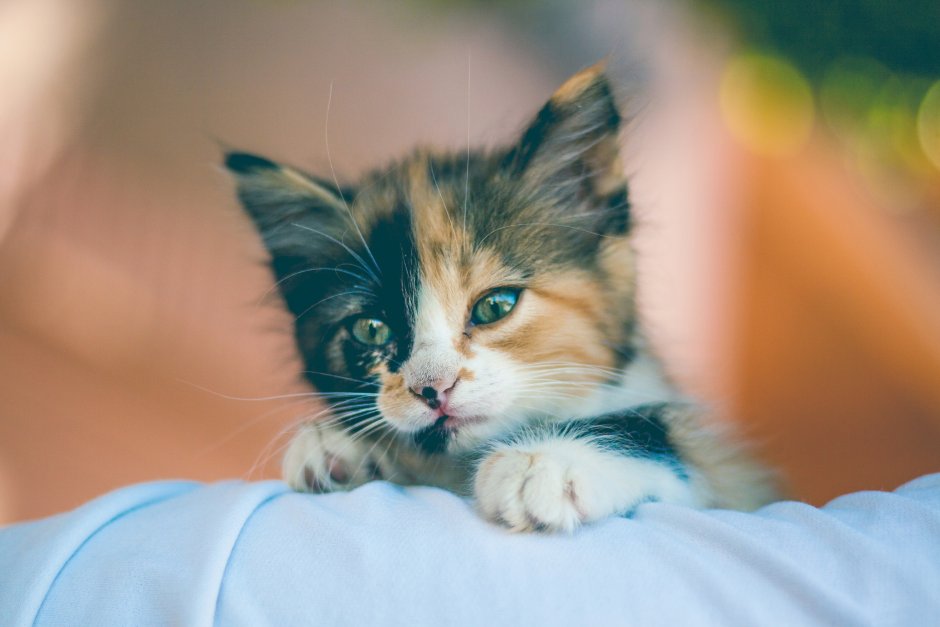 Для малышей (котенок)