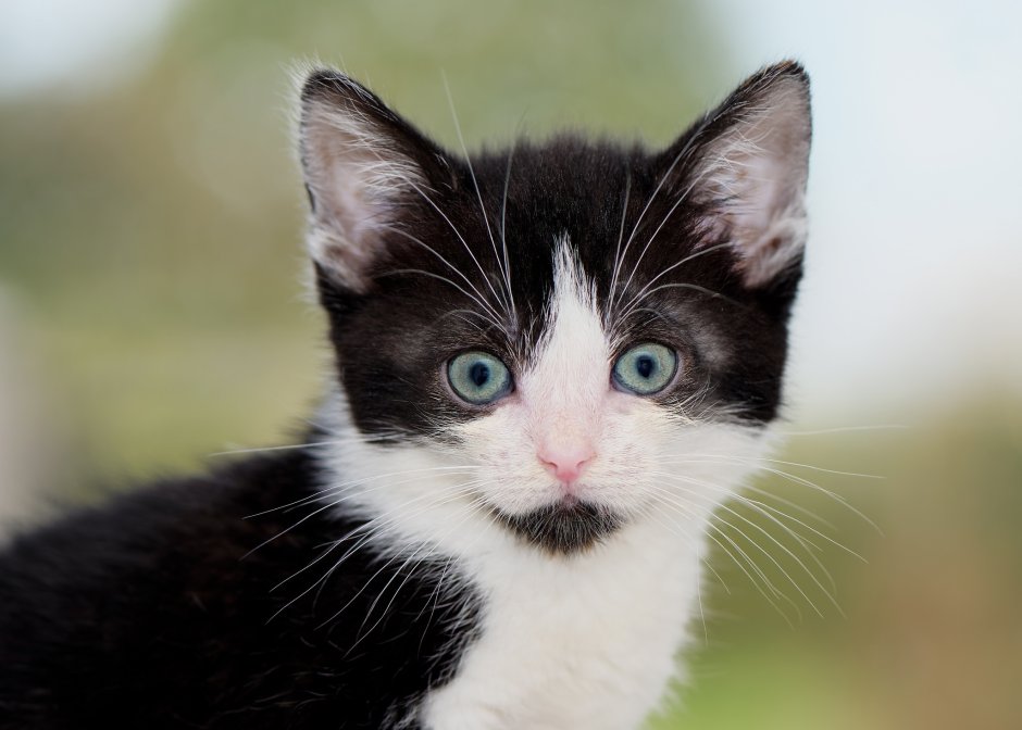 Мордочка котенка