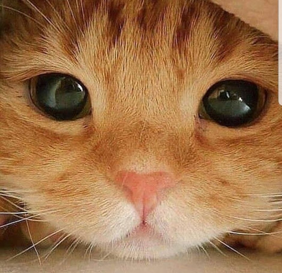 Милая морда кота