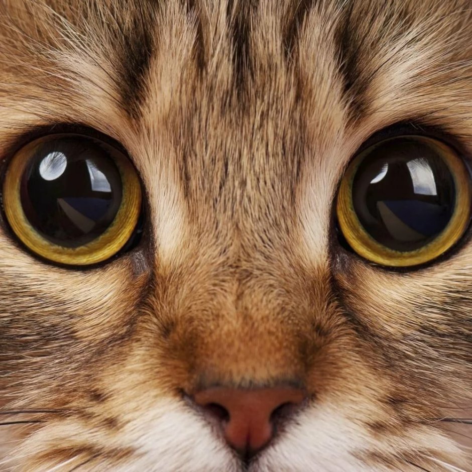 Зрачок кошки