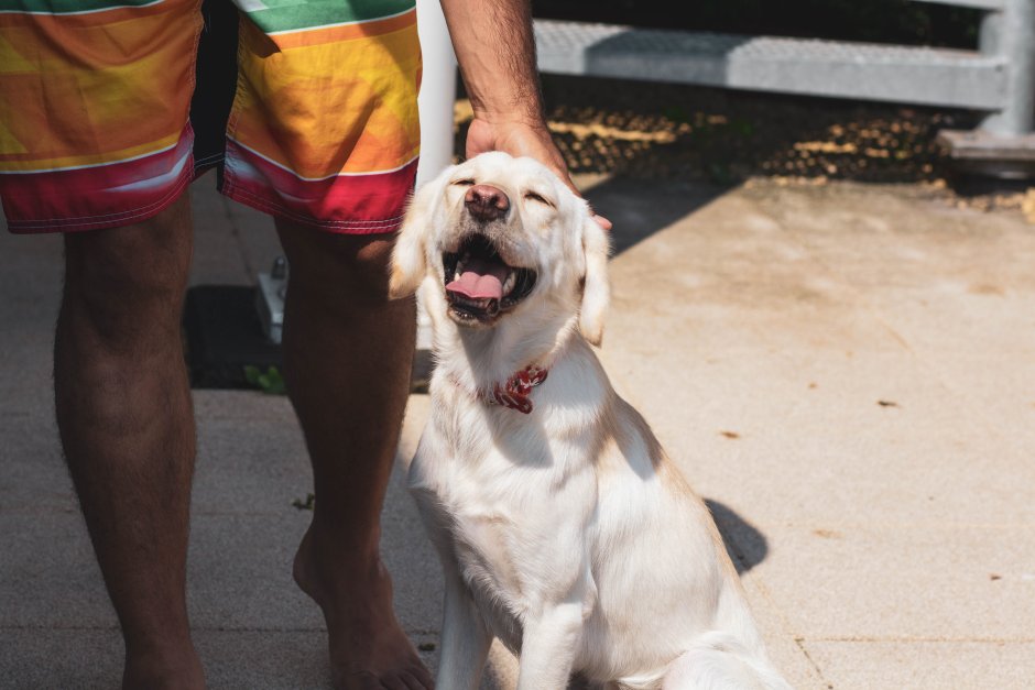 South indian Mastiff