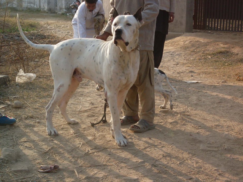 Dogo Sardesco Dogo Sardo