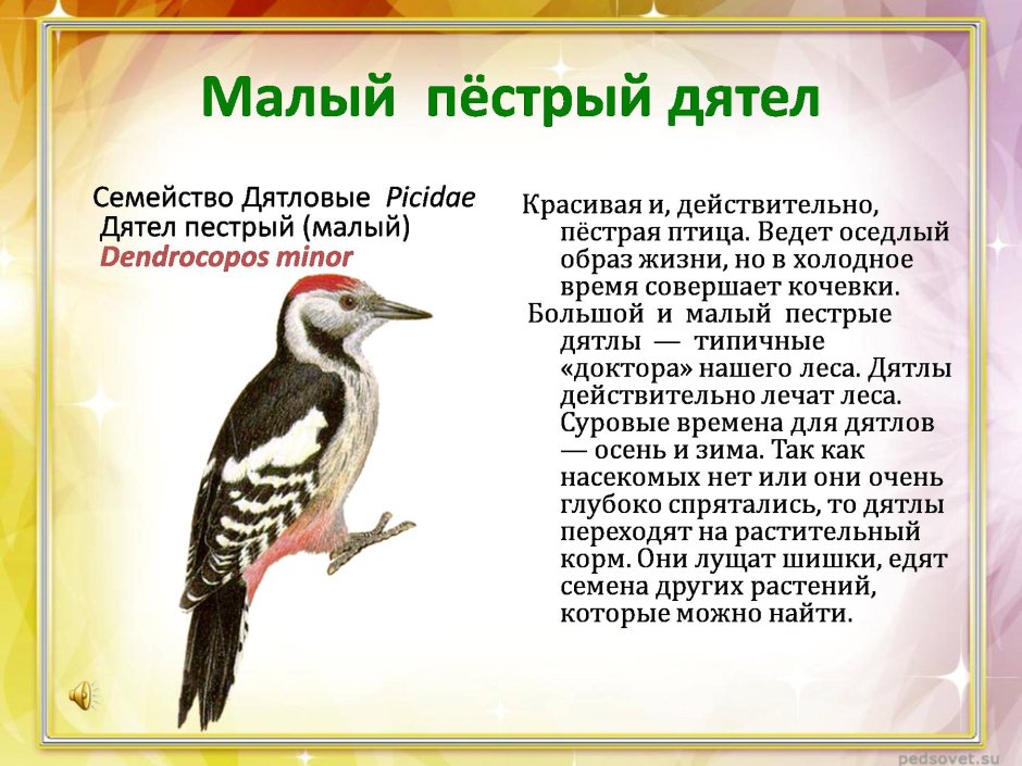 Краткое описание пестрый дятел